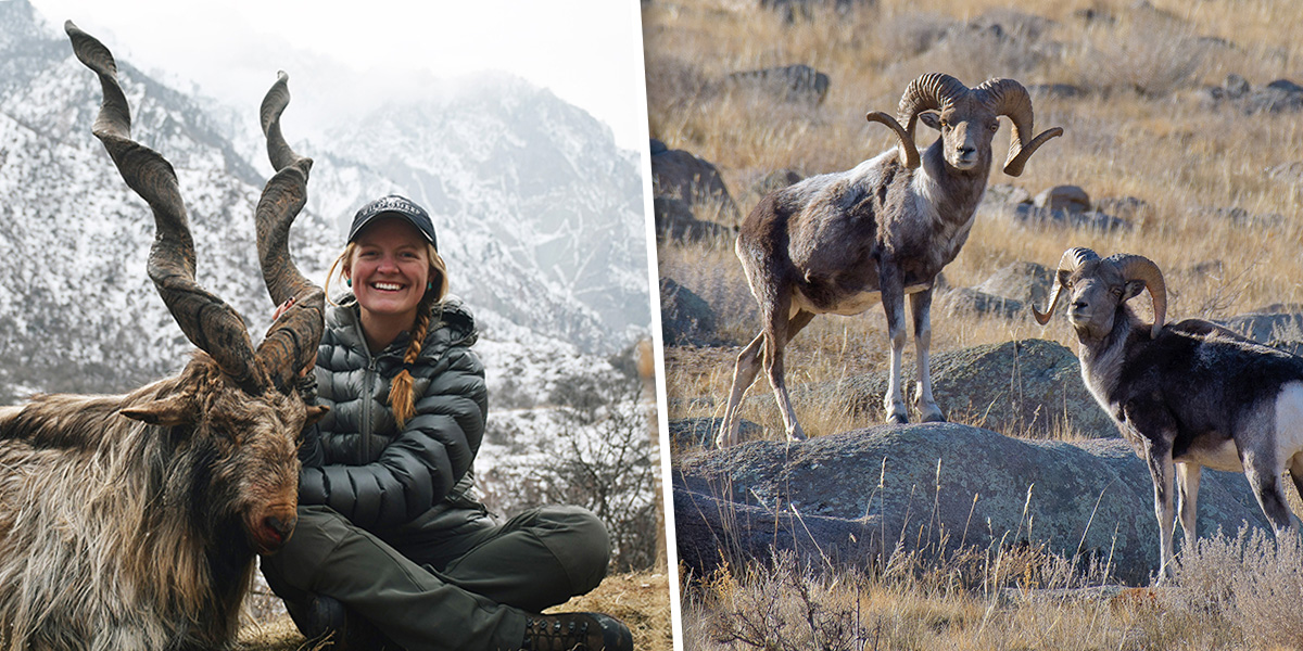 Markhor and Argali Permitting and Importing Markhor and Argali Permitting and Importing