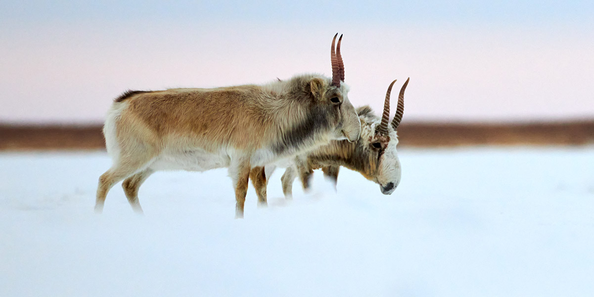 Saiga antelope in a snowy field in Kazakhstan