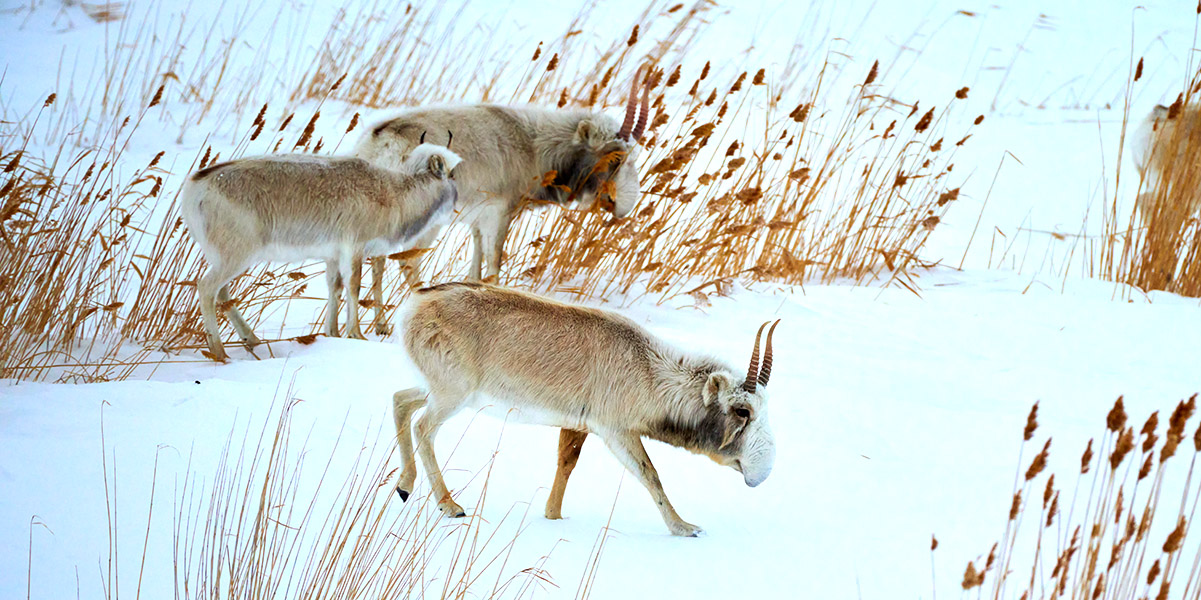 Small group of Saiga antelope grazing in a snowy field
