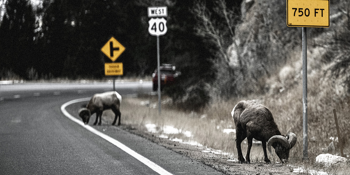 Bighorn sheep on the side of the highway Bighorn sheep on the side of the highway