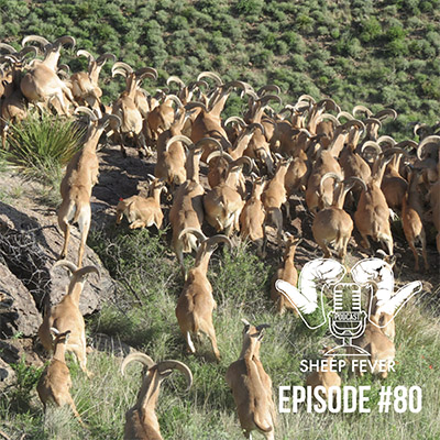 Massive herd of running aoudad in Texas