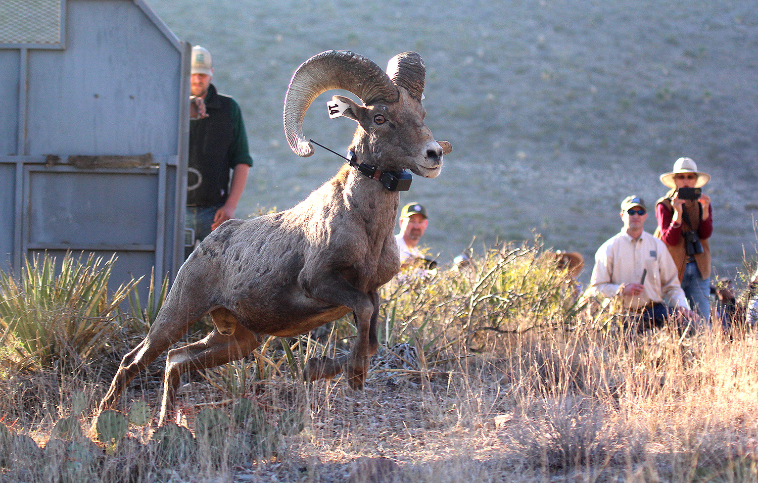 Desert bighorn ram being released in Texas