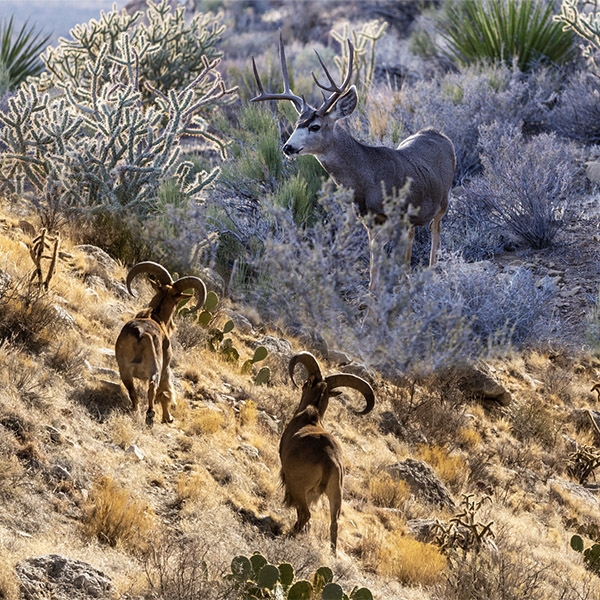 Collage with mule deer and aoudad