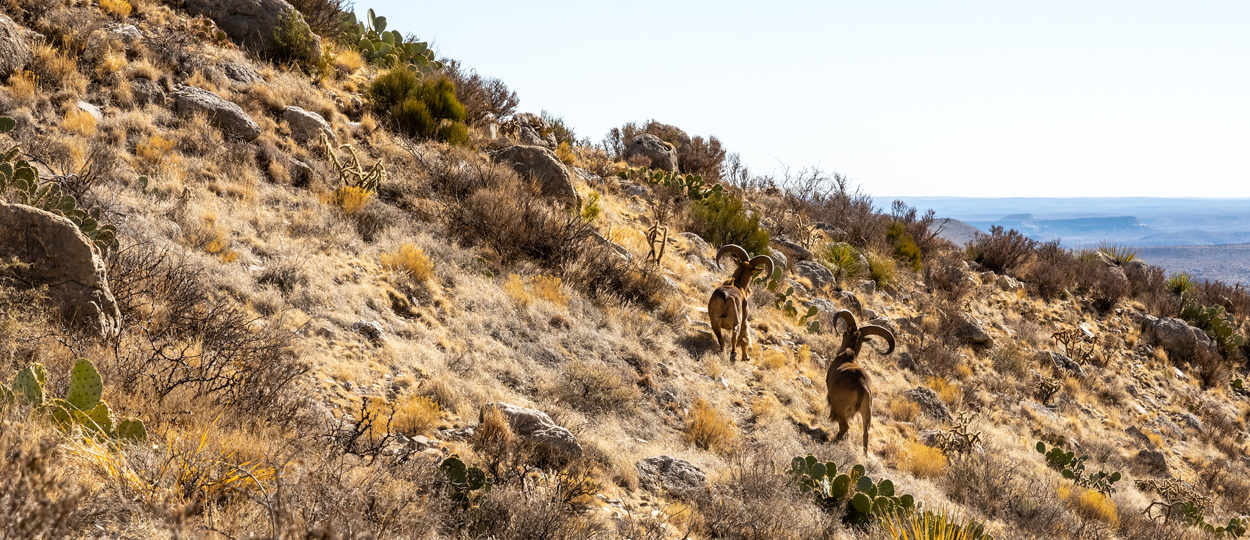 Aoudad on a mountainside in Texas