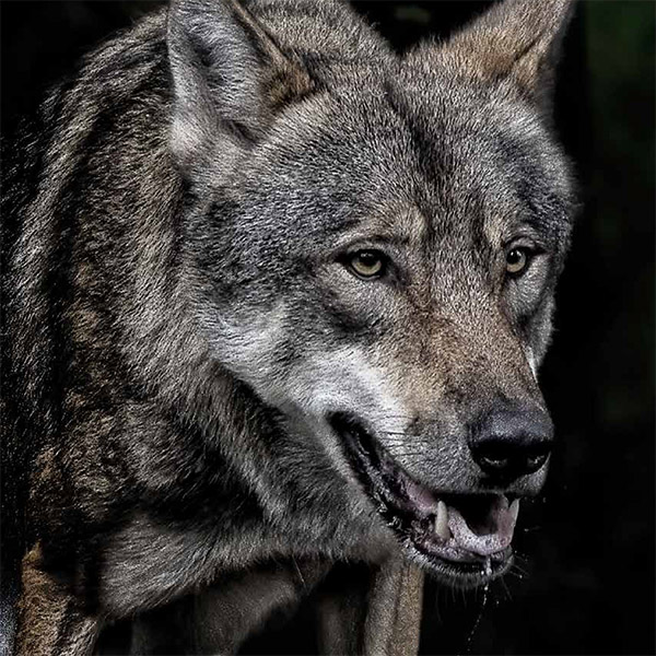 Dire wolf