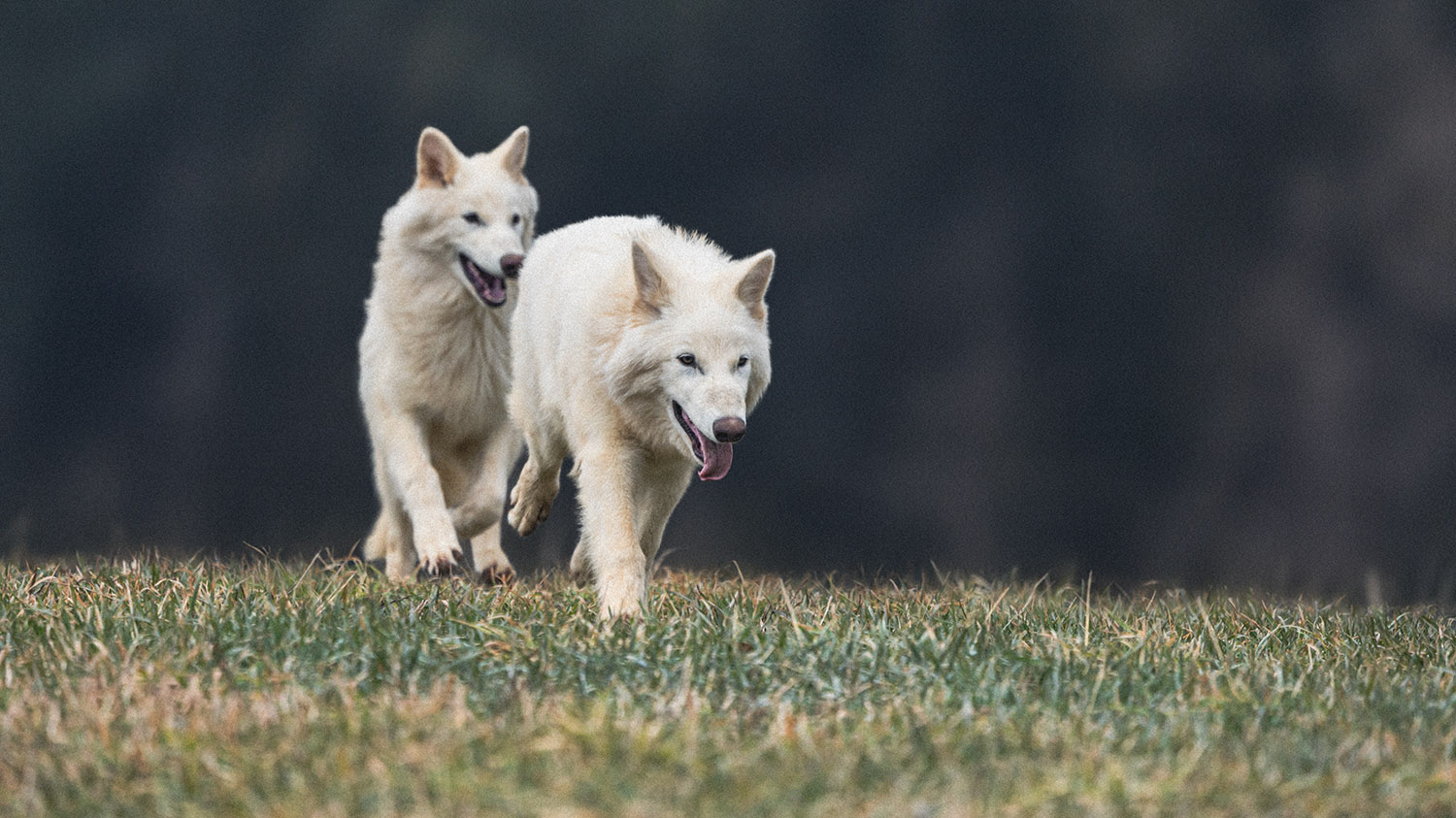 Five month old dire wolves created by Colossal Biosciences