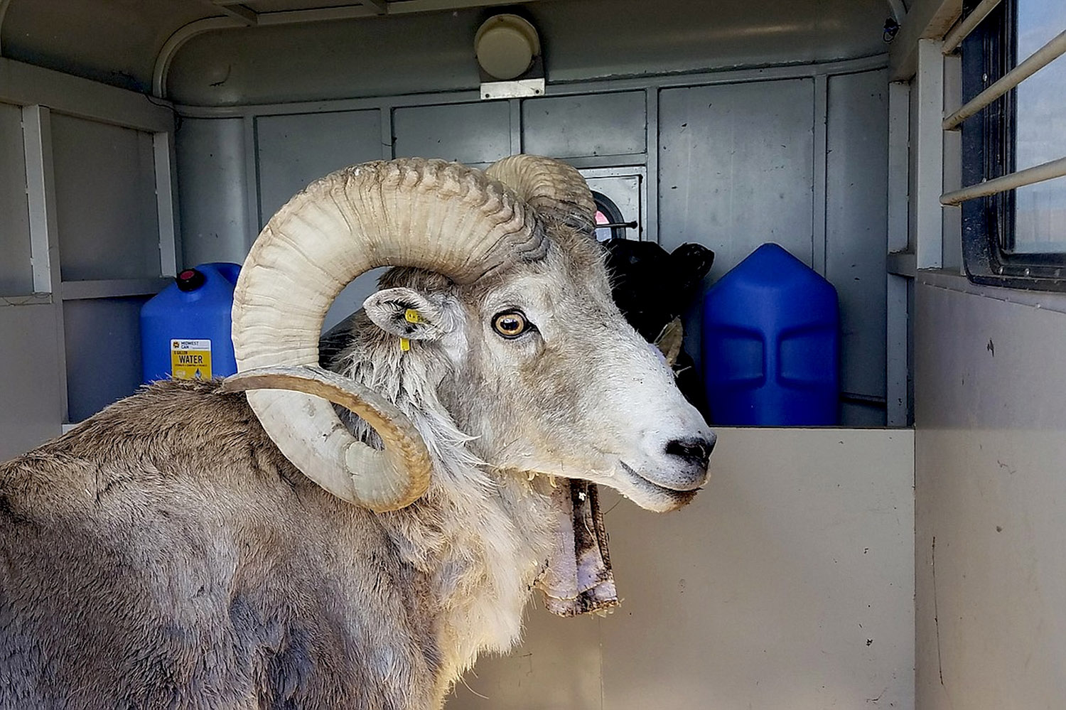 Montana Mountain Monarch genetically created wild sheep