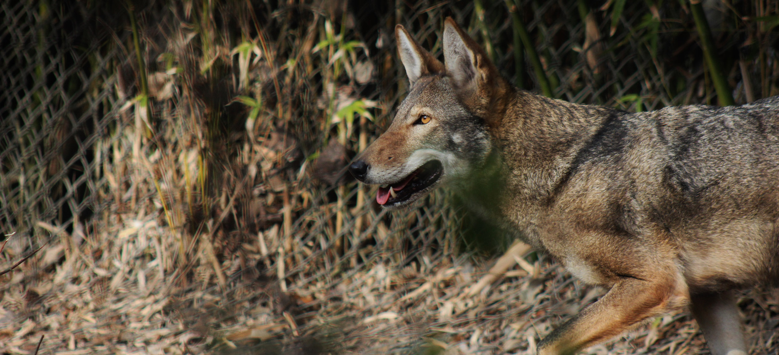 Red Wolf