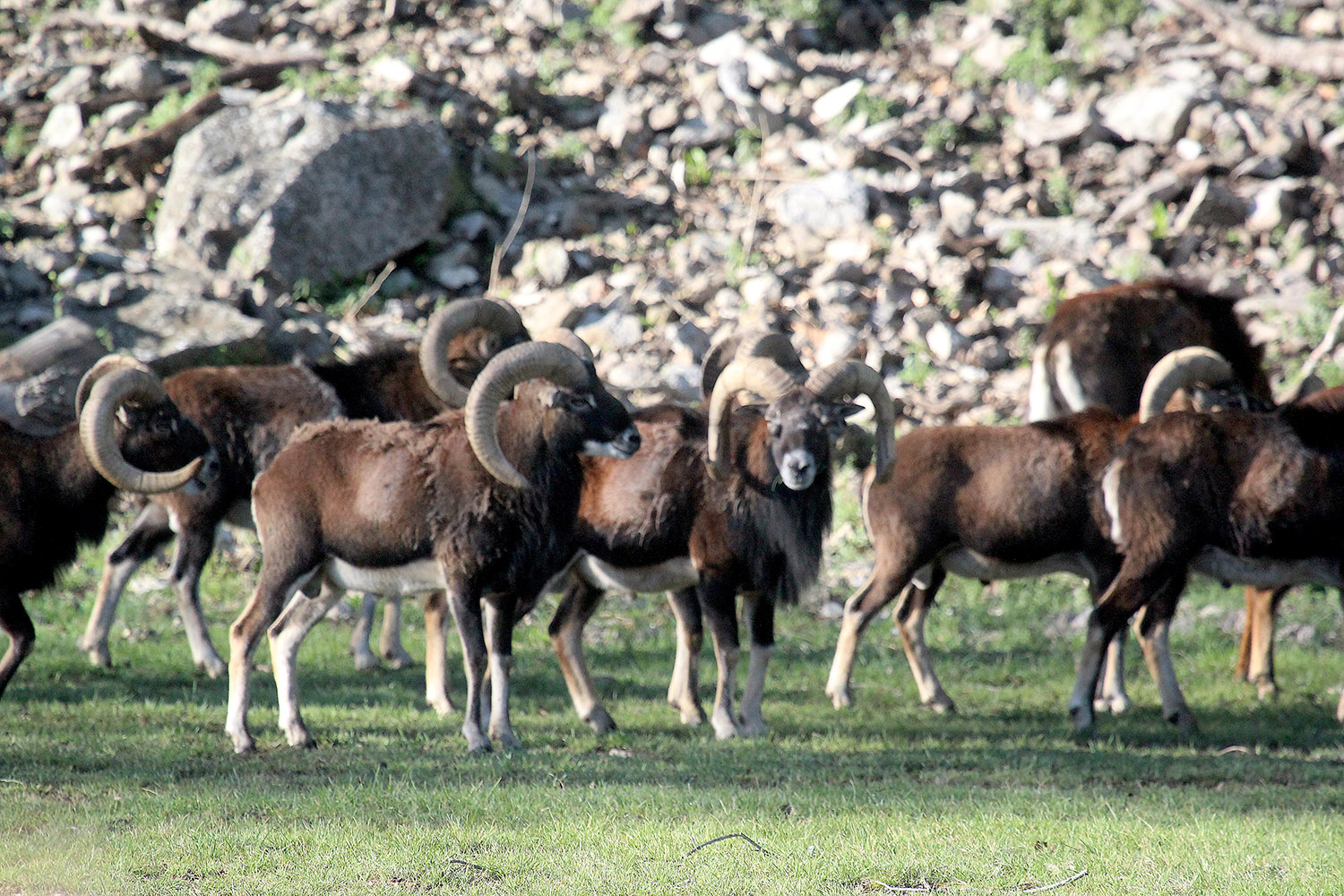 The Stumberg is a hybrid sheep 
