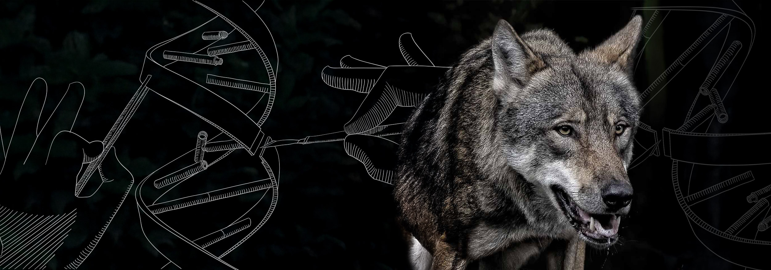 Collage of fake dire wolf