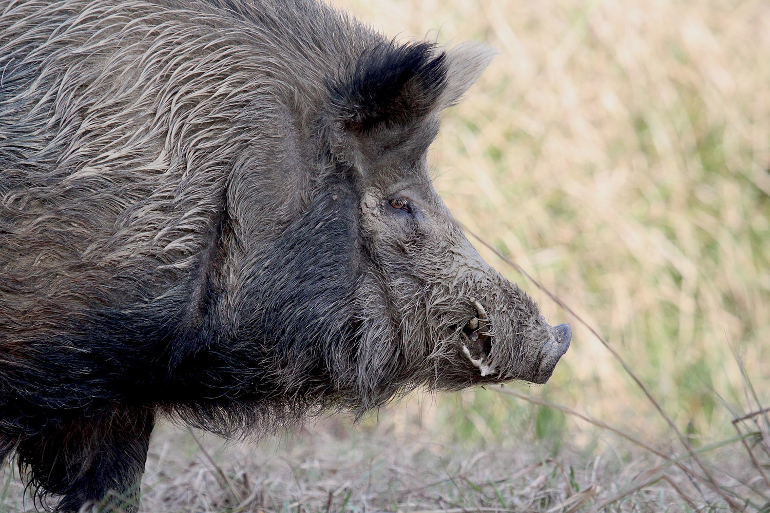 wild hog boar