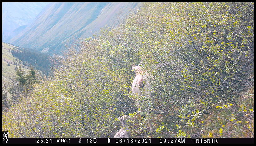 Stone's sheep in dense brush in British Columbia Stone's sheep in dense brush in British Columbia