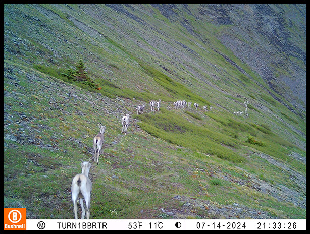 A band of Stone's sheep crossing a previously burned mountainside