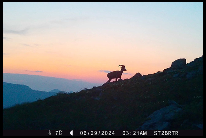 Stone's sheep skylined in British Columbia