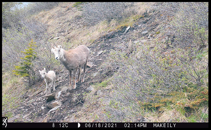 Stone's sheep lamb and ewe on burned area in British Columbia