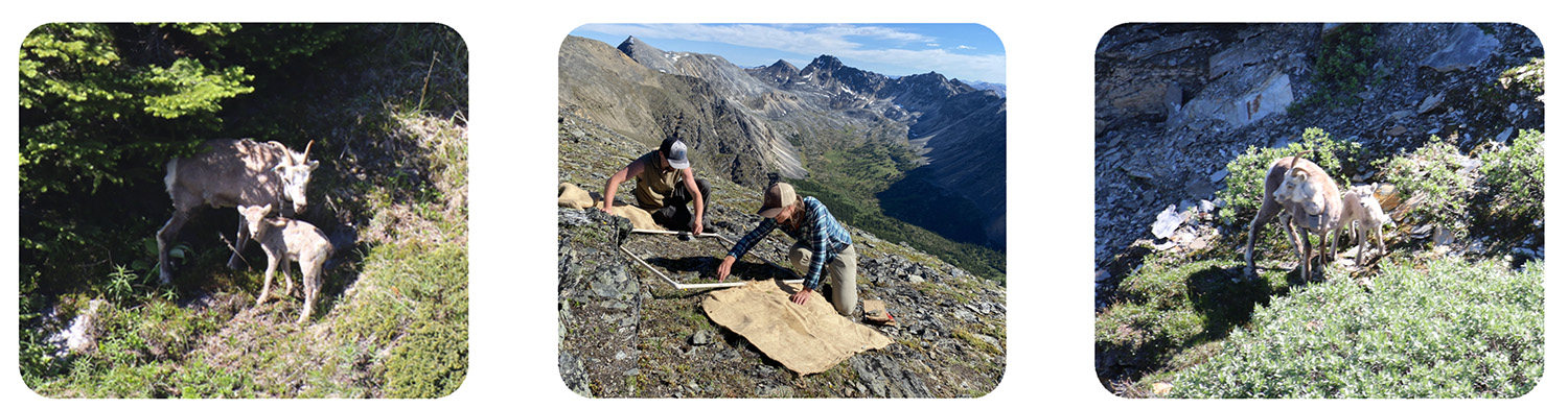 Sampled vegetation in British Columbia's Finlay-Russel