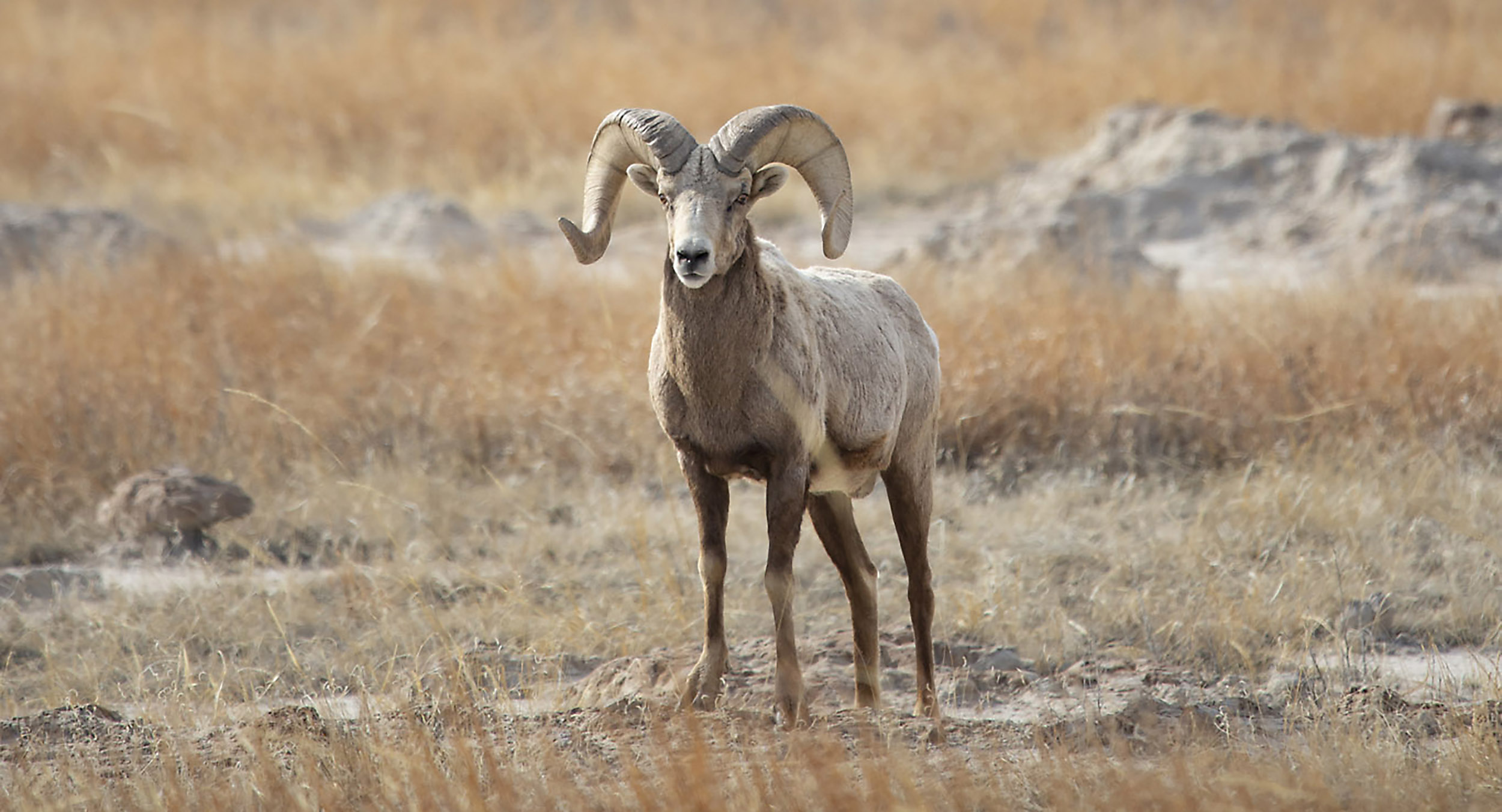 Badlands bighorn ram by Maxwell Roelfsema