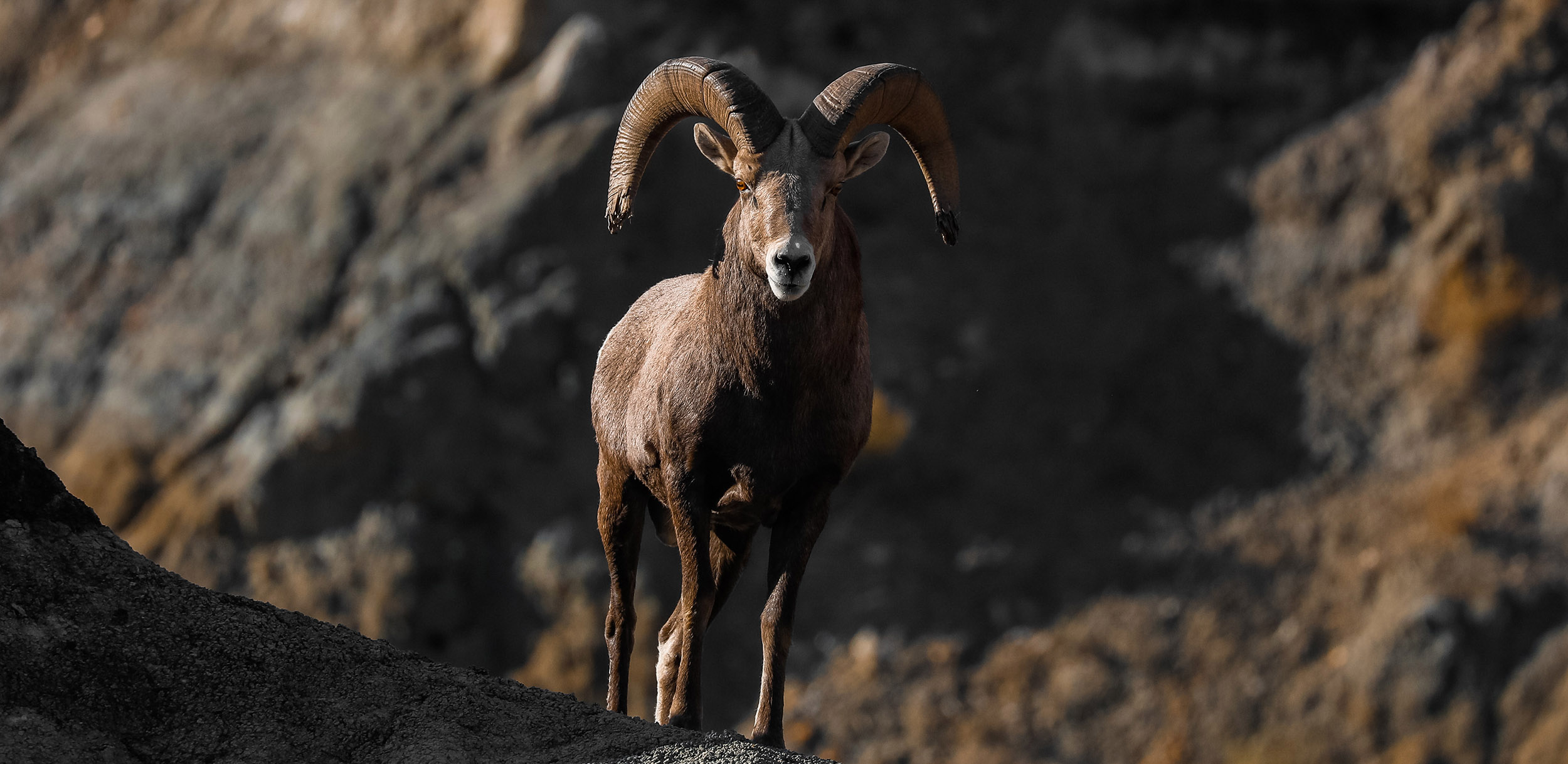 Bighorn ram in the badlands courtesy Parker Schuster