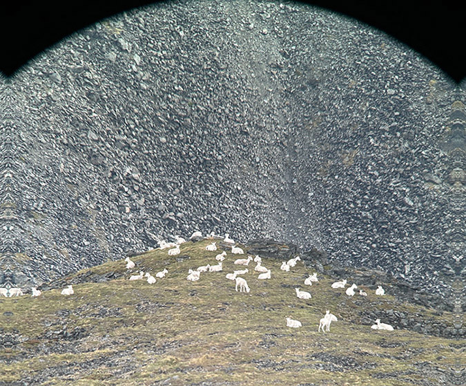 Herd of Dall's sheep seen through a spotting scope in the Yukon