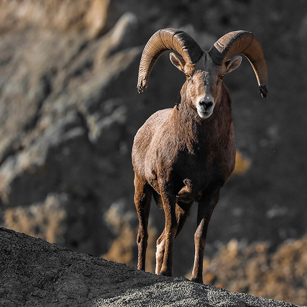 Badlands Ram by Parker Schuster