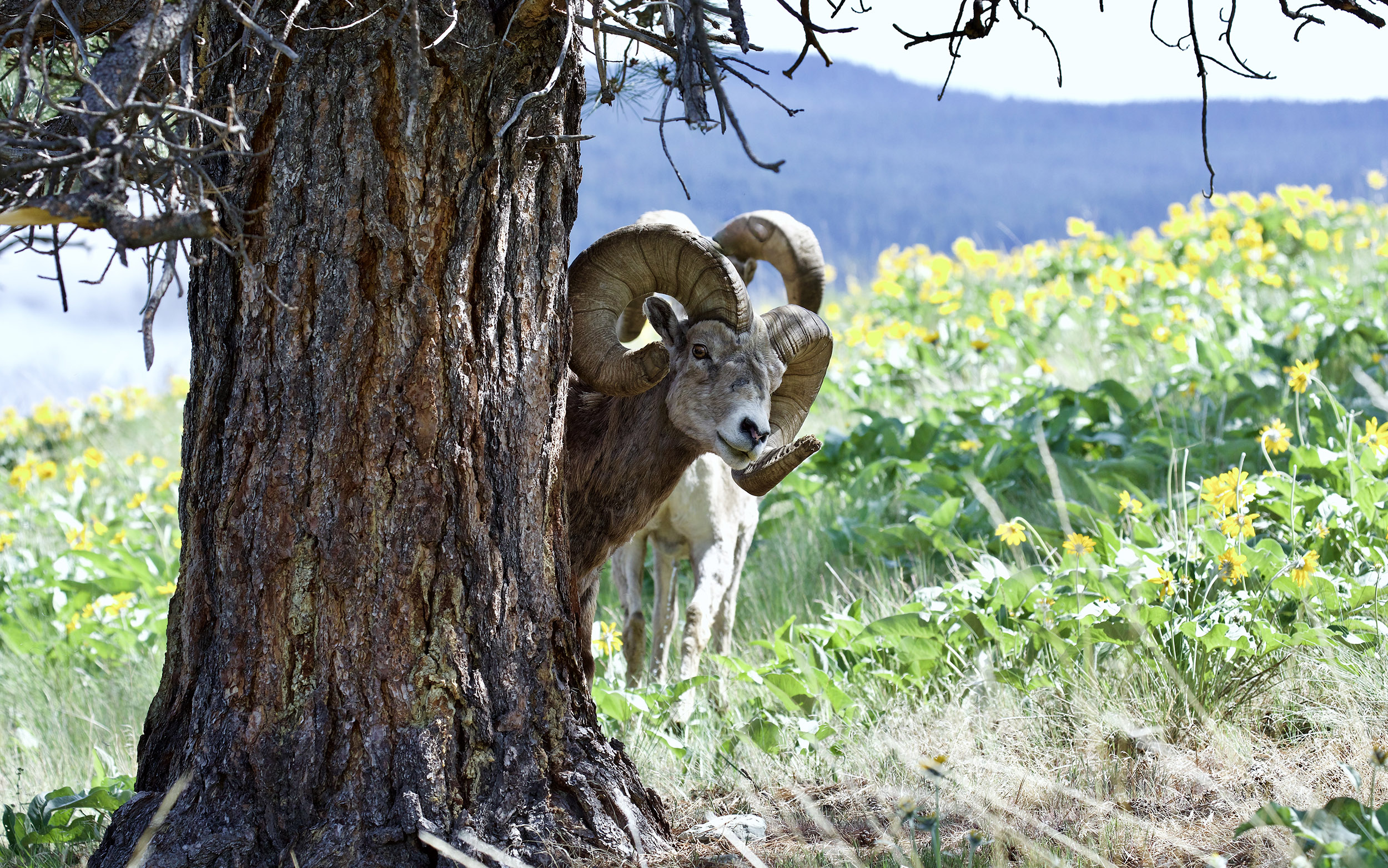 Bighorn rams on Wild Horse Island courtesy of L. Victor Clark