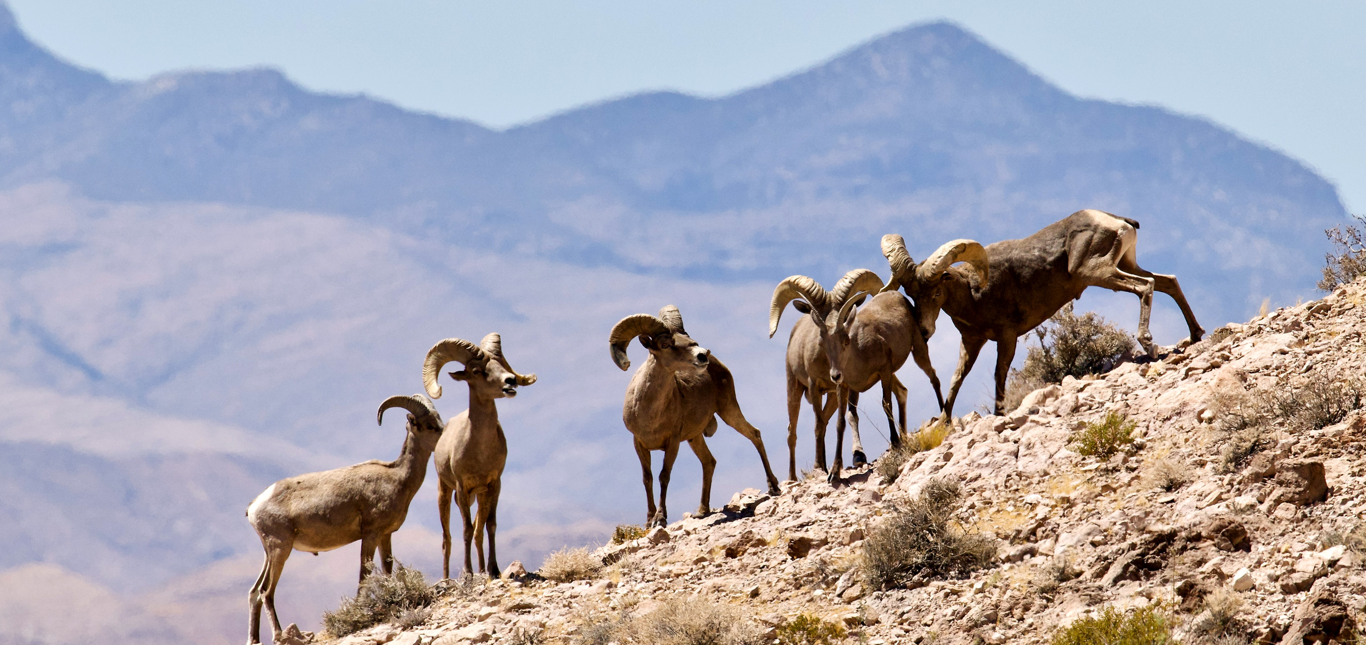 A band of desert bighorns on the dry southern Nevada landscape
