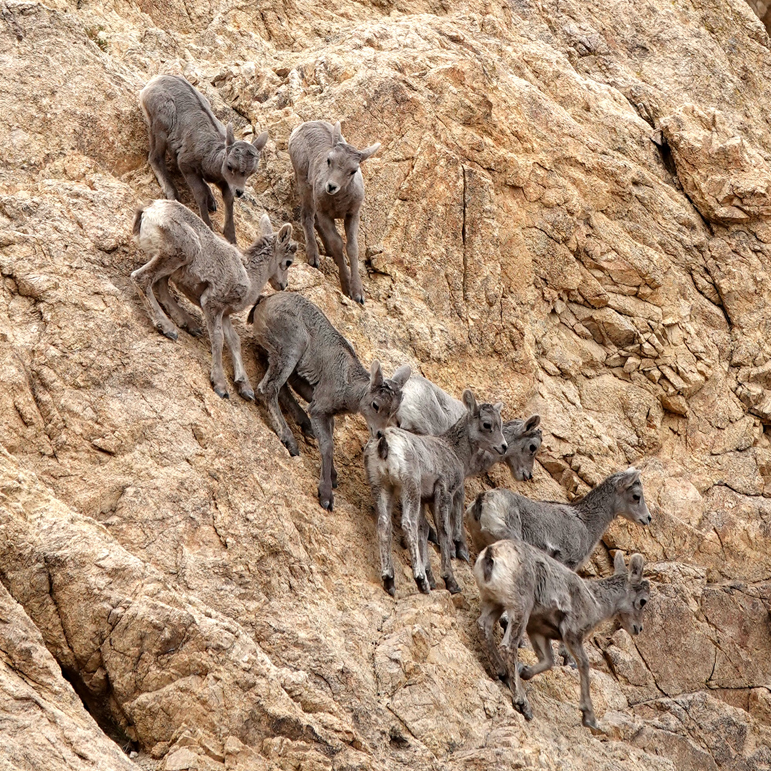 Lamb recruitment remains strong in southern Nevada