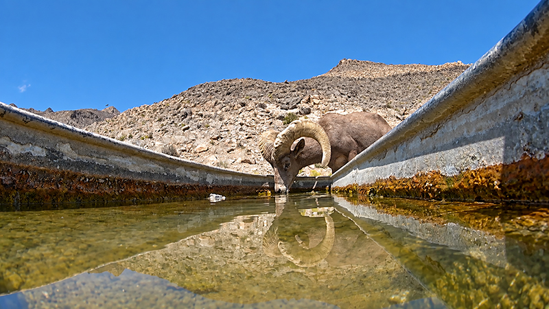 Sheep drinking water at a guzzler in Nevada