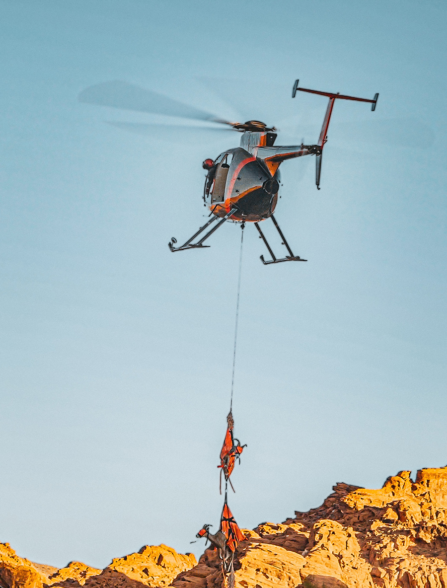 Helicopter moving sheep in Nevada