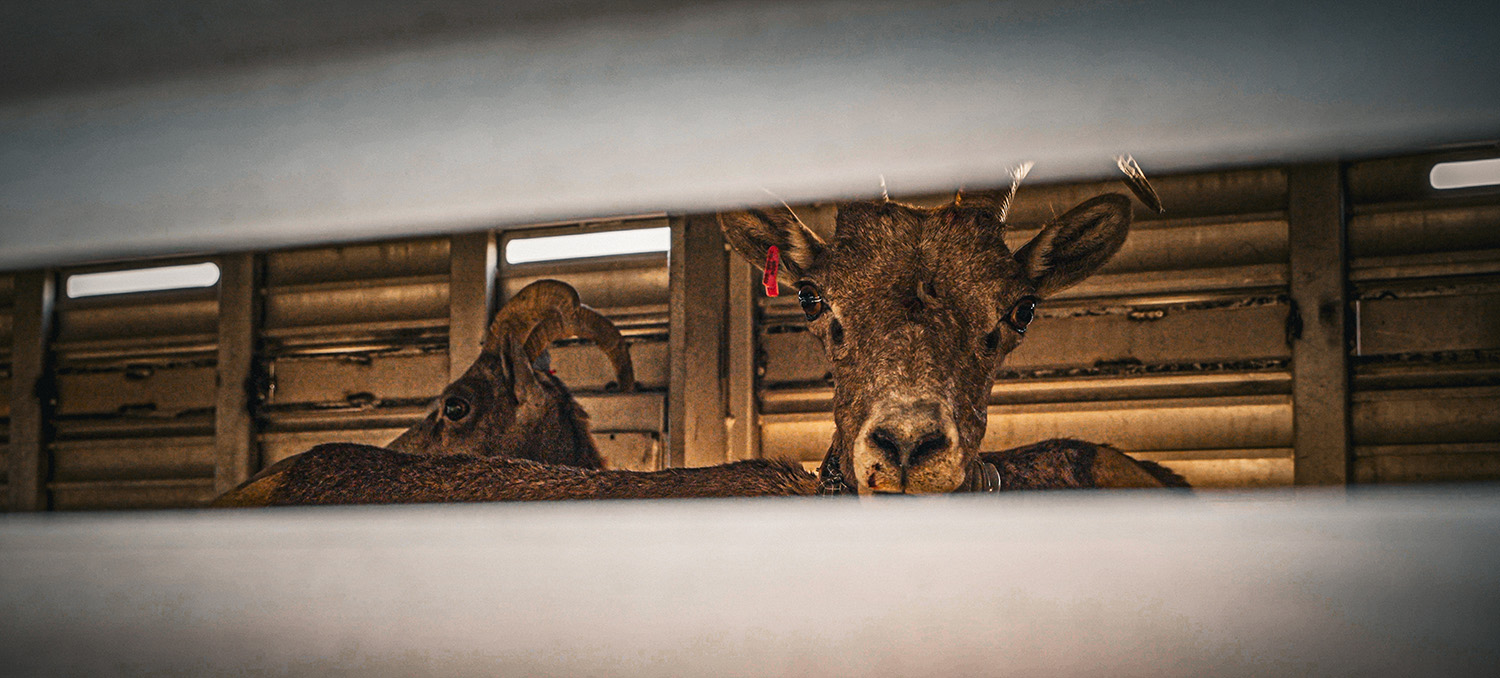 sheep in a trailer being transported