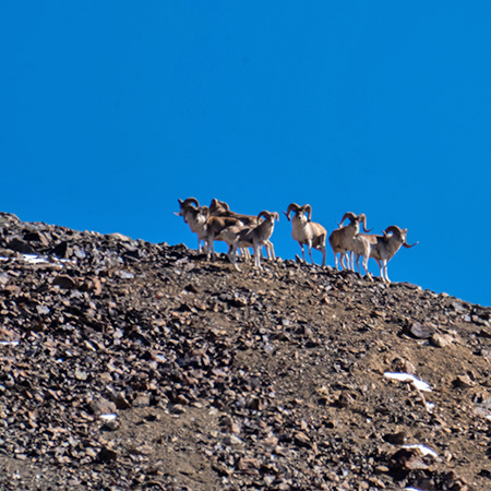 2022 Kyrgyzstan Hunt 3