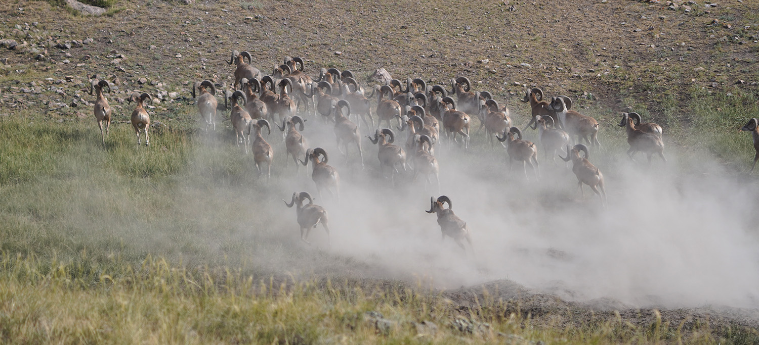 WISPA-CA Kazakstan Argali