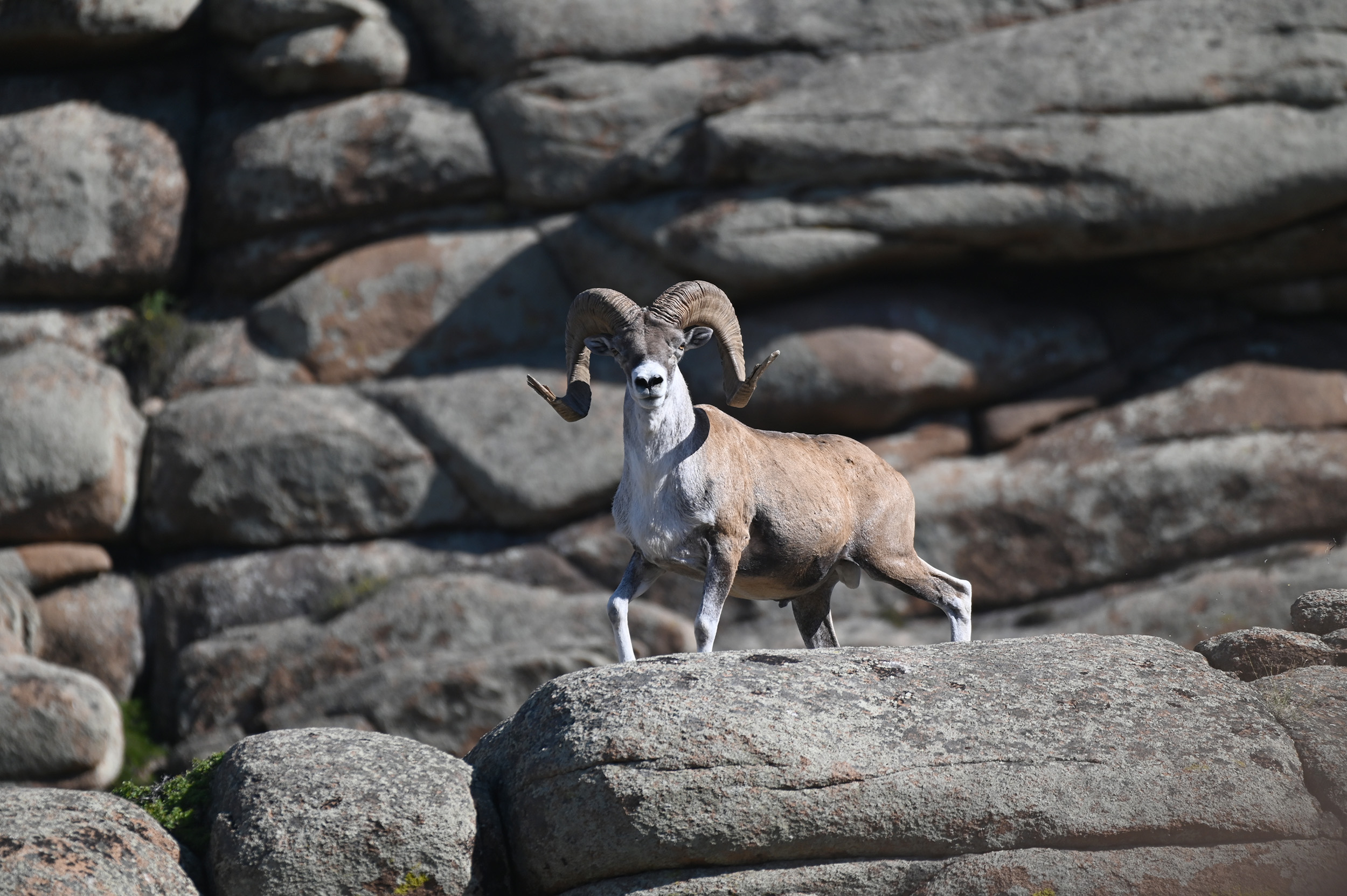 Argali in Kazakhstan
