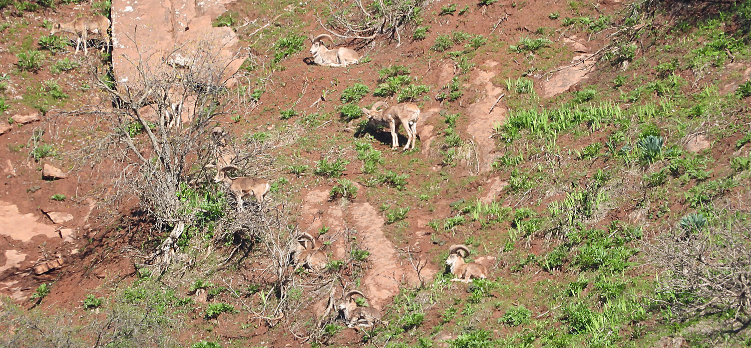 sheep in the wild in Tajikistan during WISPA project