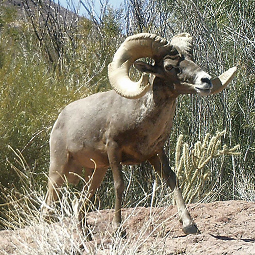 Bighorn ram in California