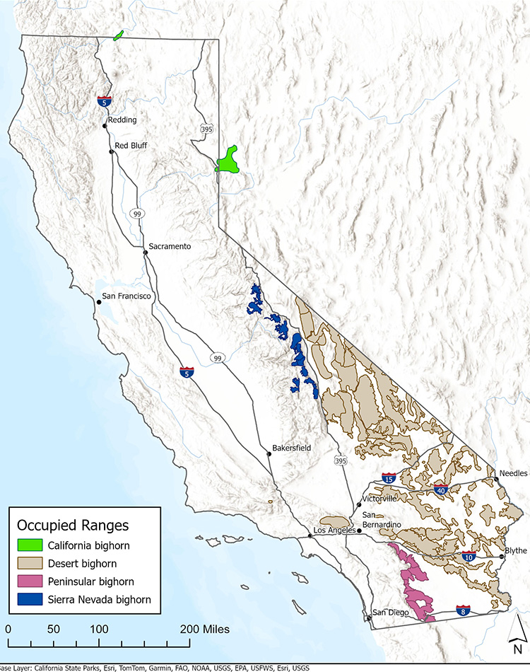 Ranges of wild sheep in California