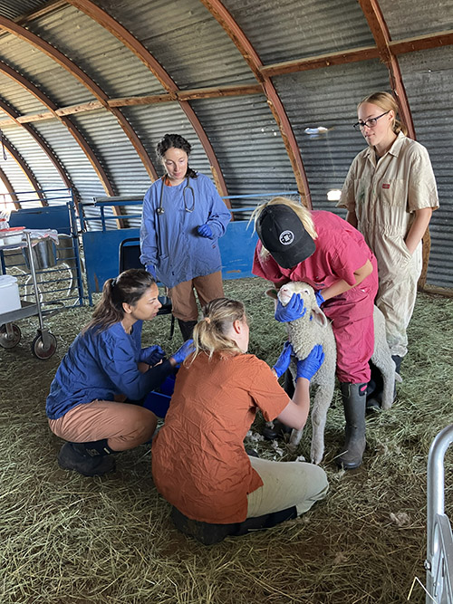Collecting blood sample