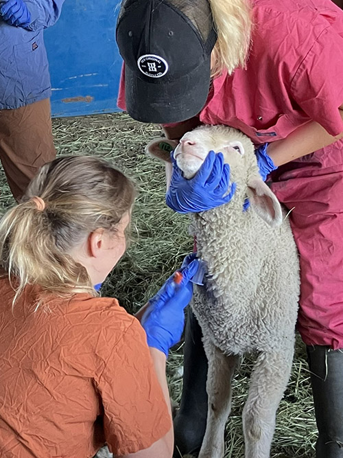 Collecting blood sample
