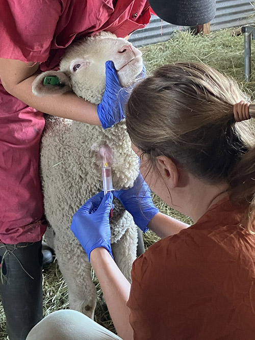 Drawing blood from domestic sheep