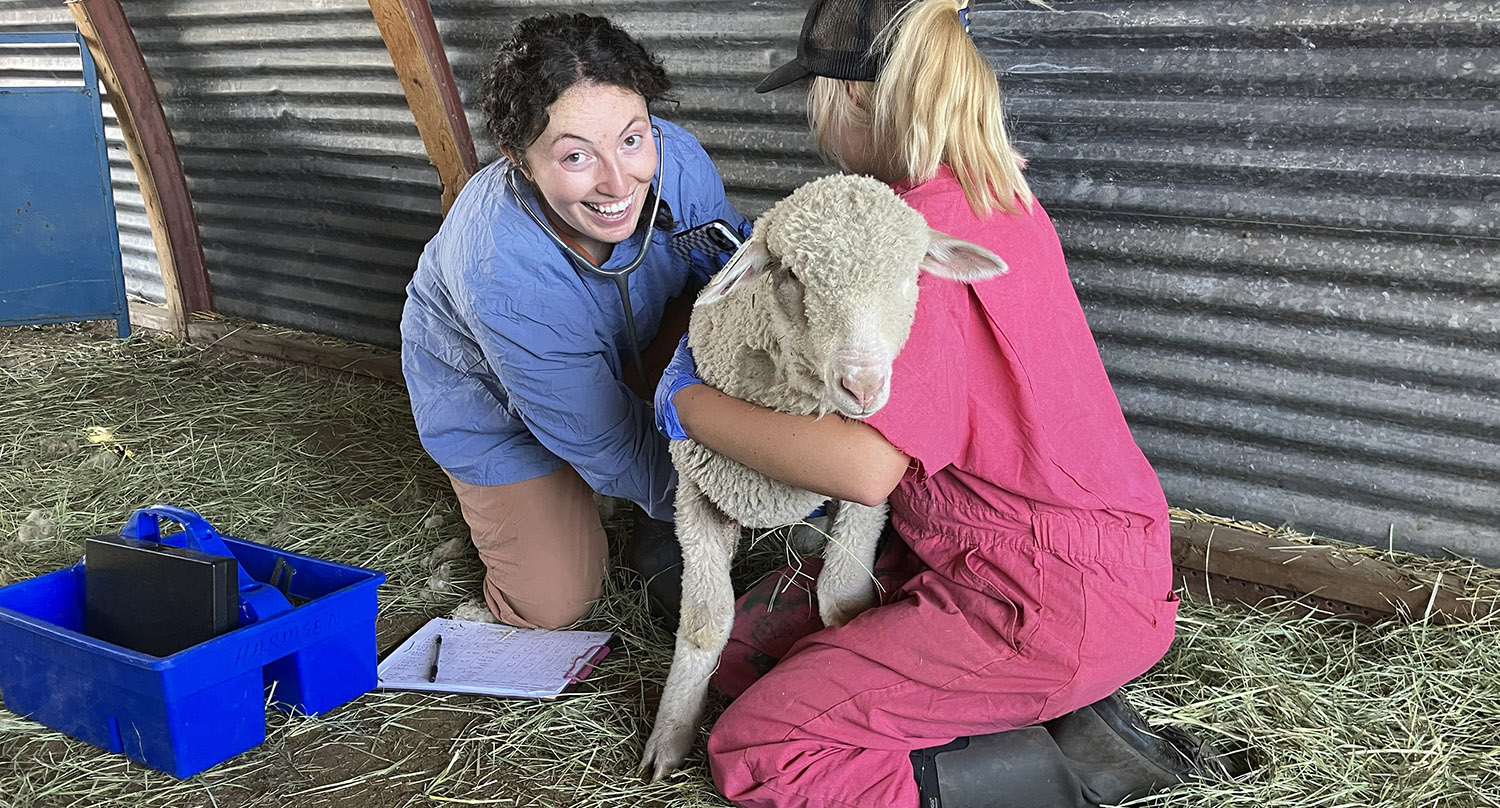 Collecting vitals on vaccinated sheep