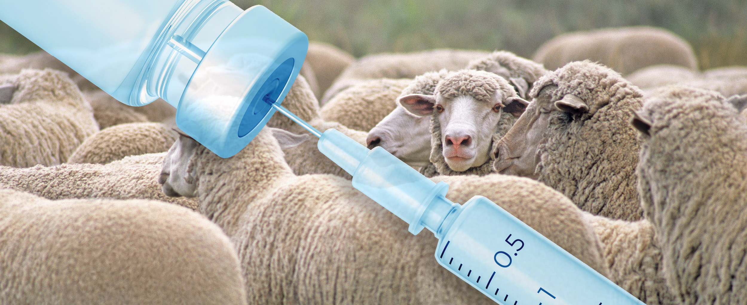 Domestic sheep flock with vaccine overlay