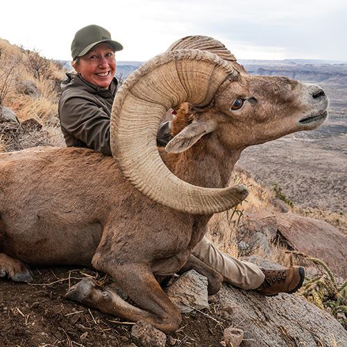 Elephant Mountain Auction Tag Desert Sheep Harvest