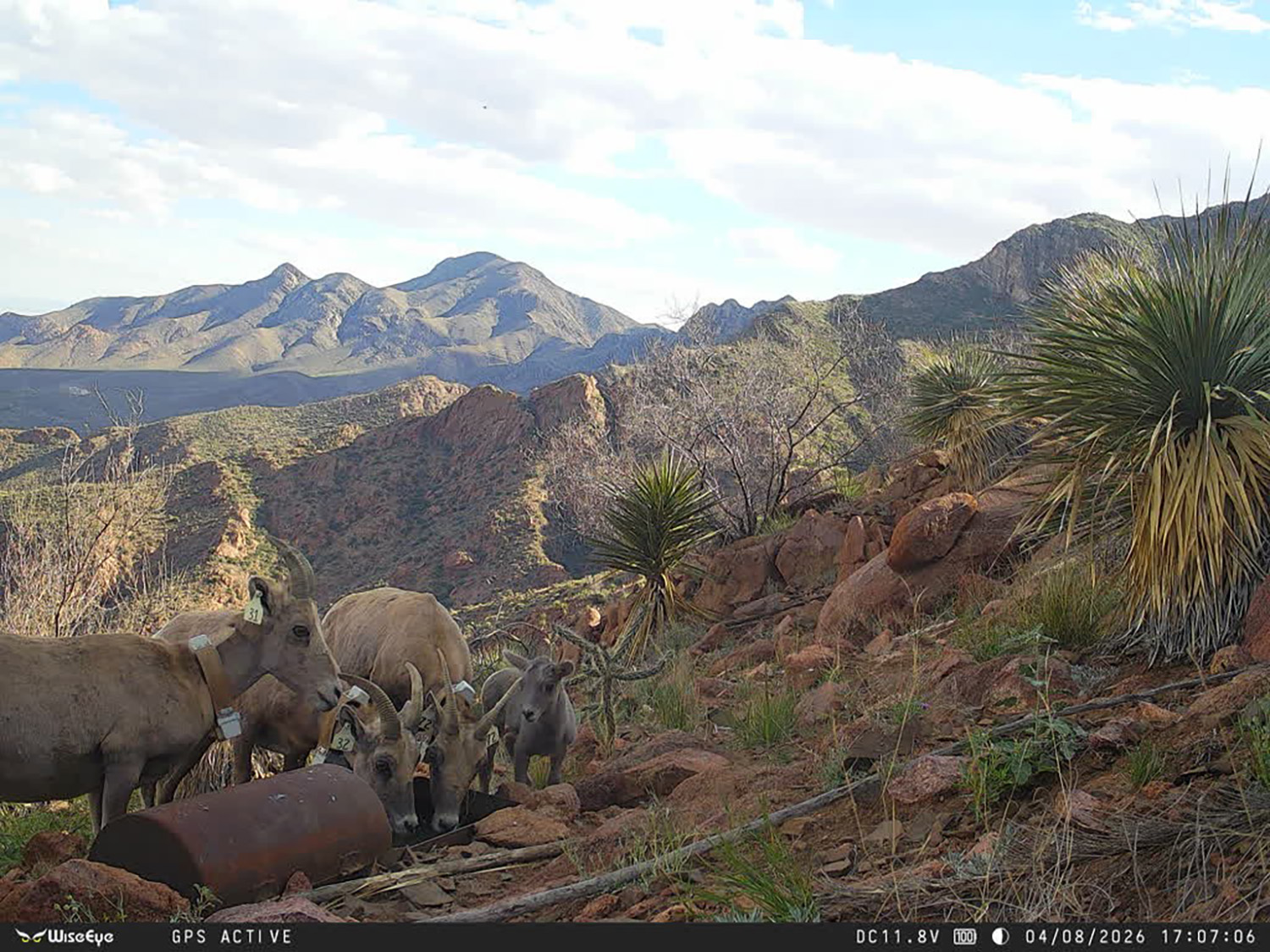 Trail Cam photo Franklin Mountains State Park Herd