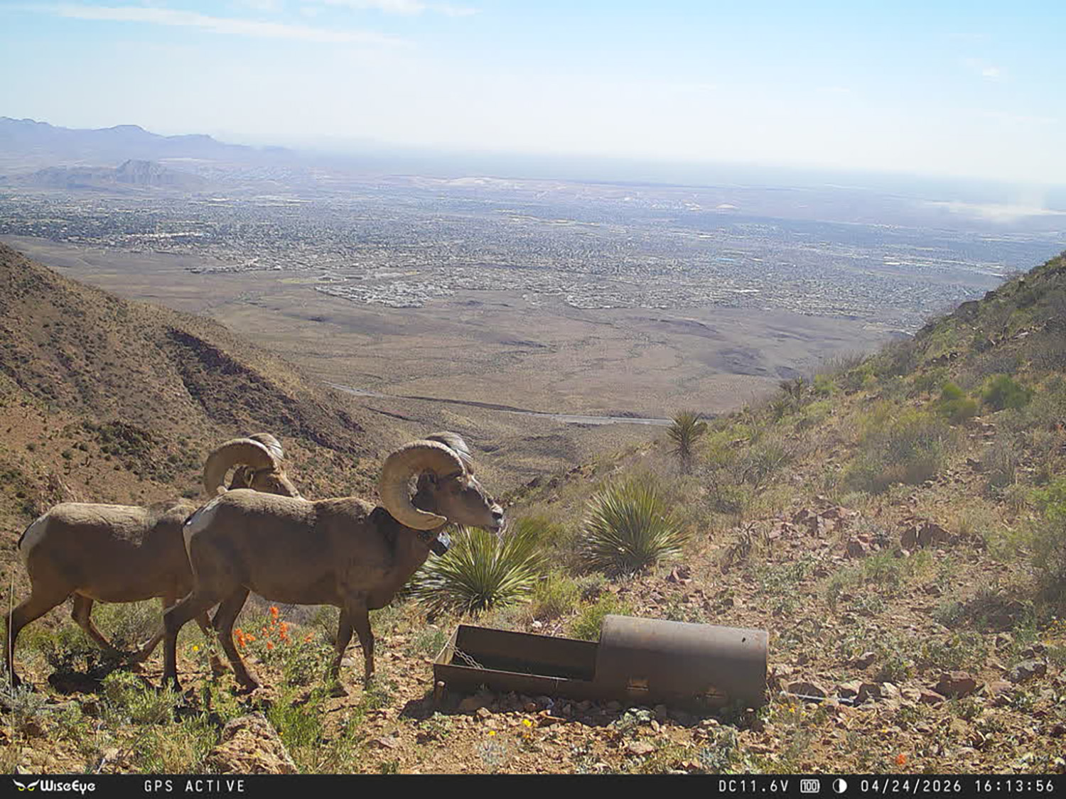 Trail Cam photo Franklin Mountains State Park