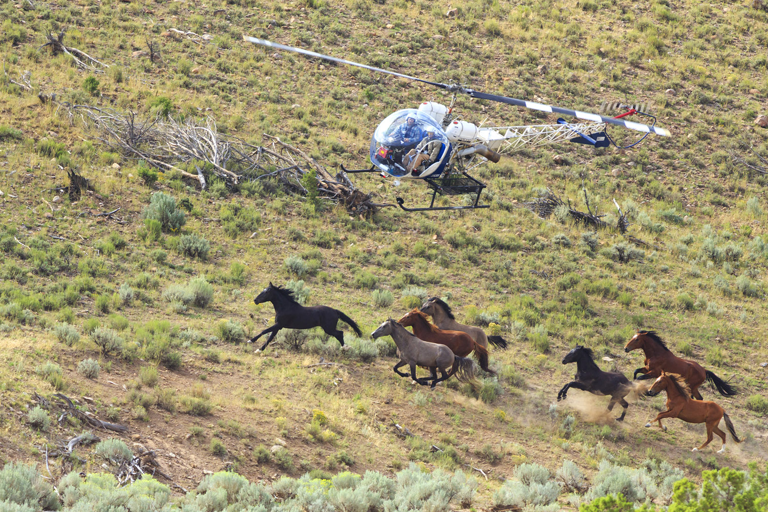 A herd of wild mustangs being herded with a helicopter in southern Utah, during a BLM gather operation at the Bible Springs Complex west of Cedar City, Utah. iStockPhoto Maria Jeffs A herd of wild mustangs being herded with a helicopter in southern Utah, during a BLM gather operation at the Bible Springs Complex west of Cedar City, Utah. iStockPhoto Maria Jeffs