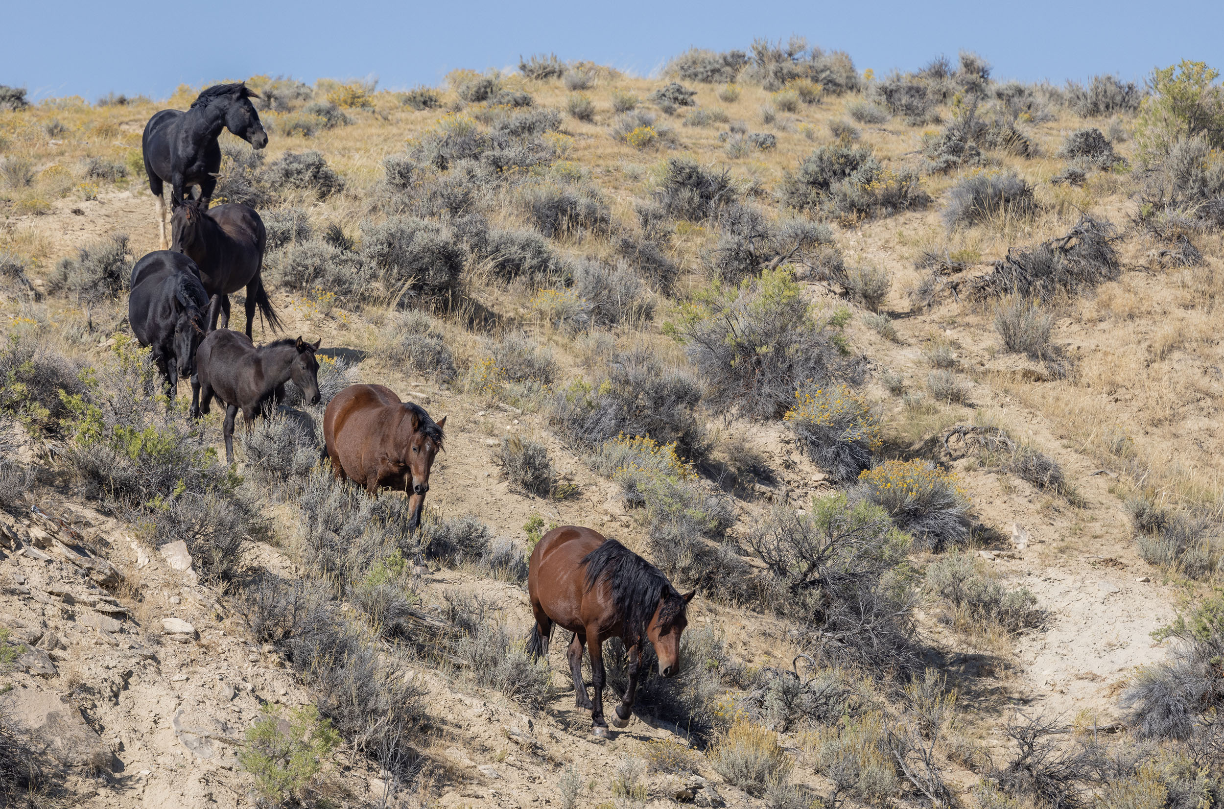 Feral horses in Wyoming