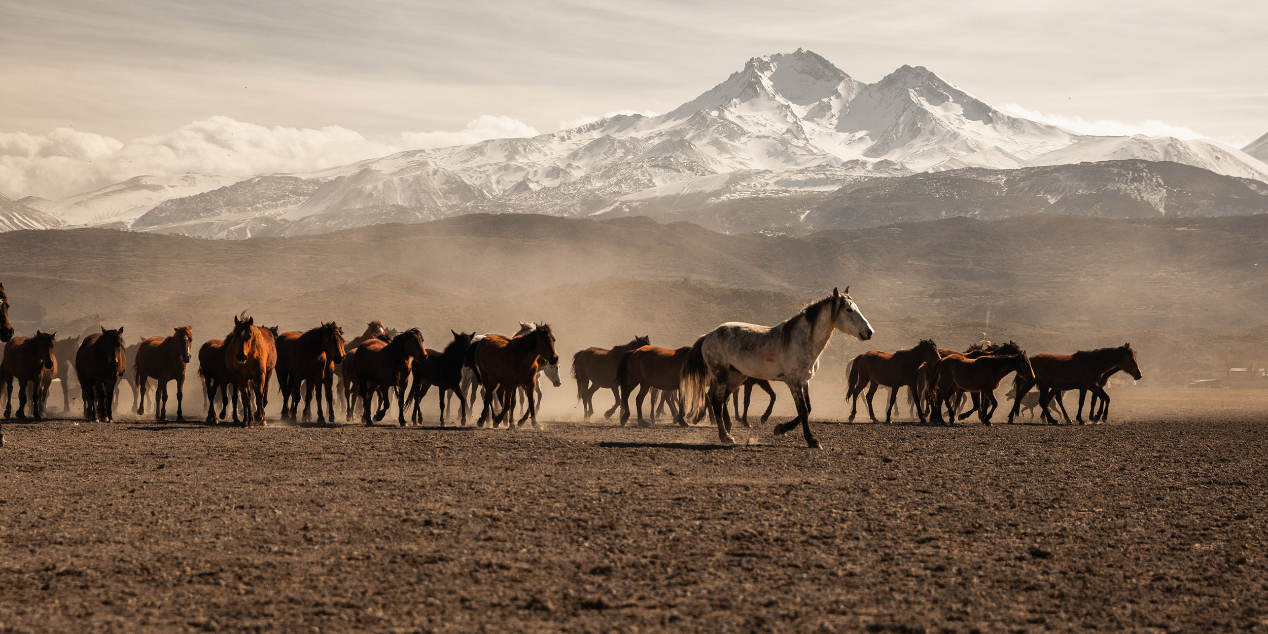 Wild feral horse herd