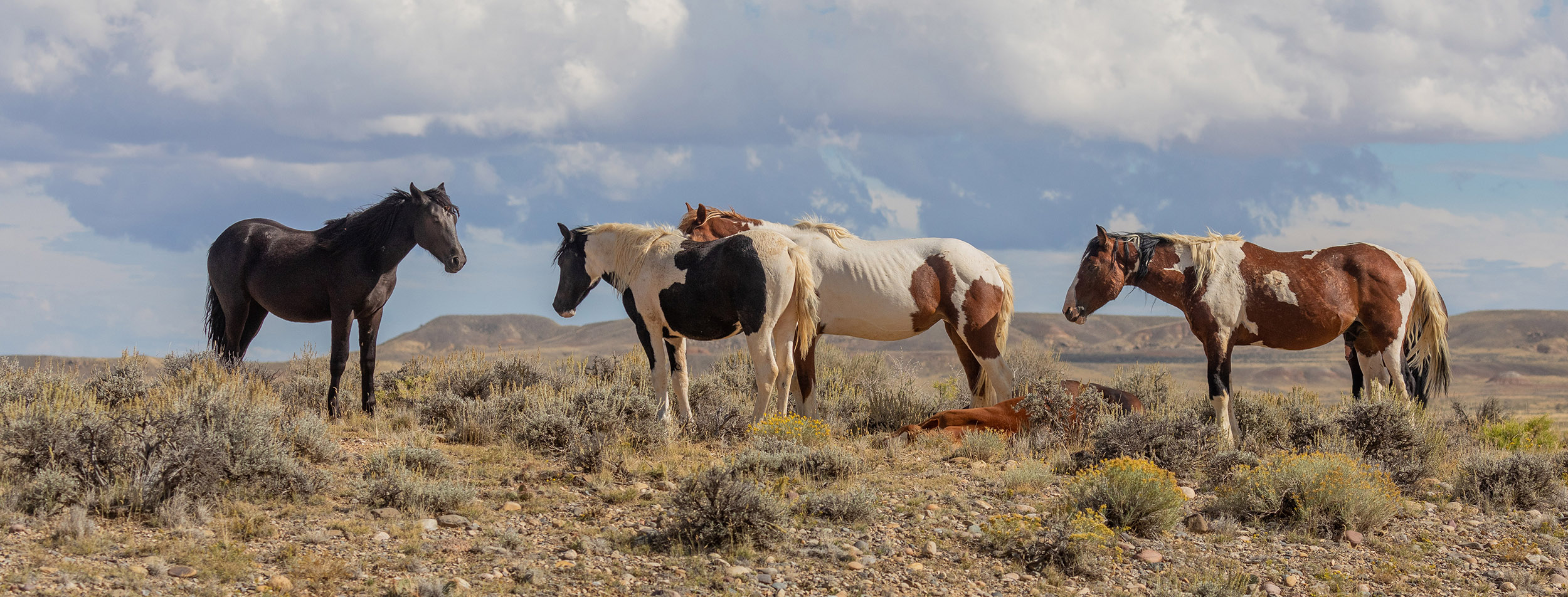 Feral horses in the Wyoming desert - iStockPhoto.com twildlife