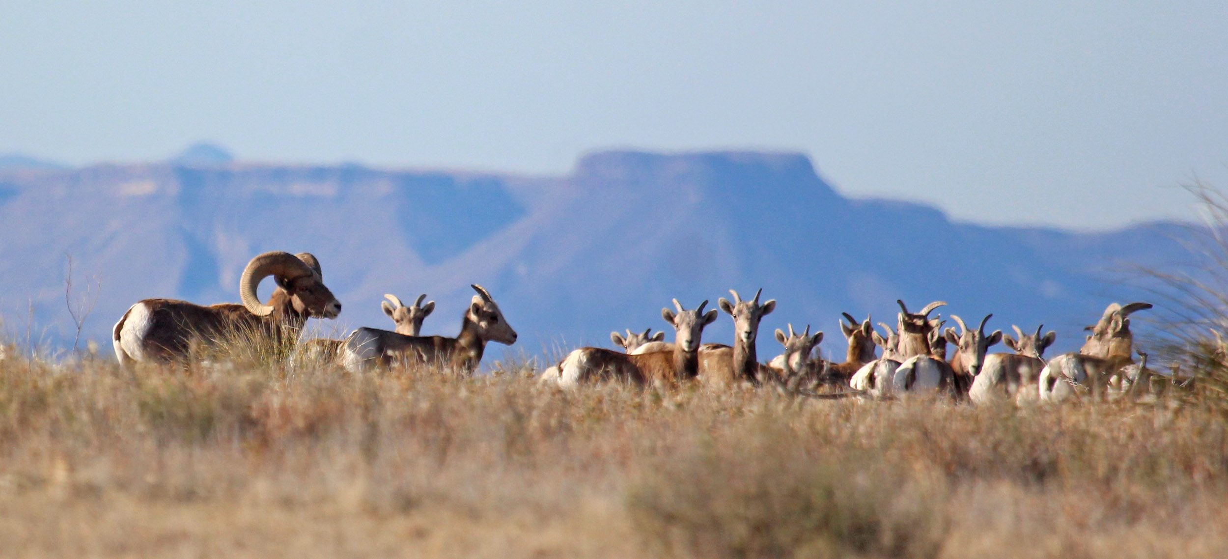desert bighorns in the Elephant Mountain WMA