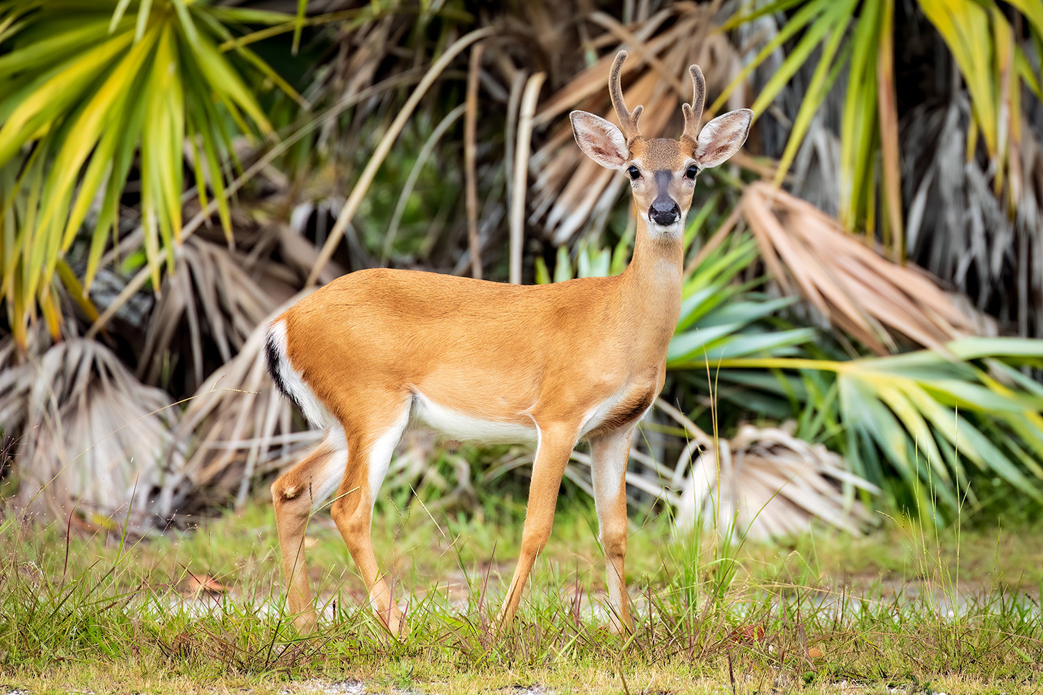 Key Deer buck
